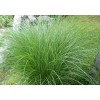 求購50高細葉芒，每墩2--3芽