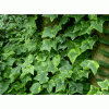 供應常春藤，常春藤價格，常春藤圖片