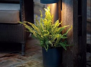 沒有風月，但有盆栽花草陪伴 (30)