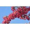 紅葉紫荊，加拿大紫荊價(jià)格怎么樣