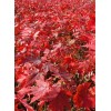 求購胸徑14公分美國紅楓秋火焰
