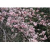 供應 臘梅，紅梅，綠梅，垂梅，榆葉梅，珍珠梅，紅葉桃，梅花