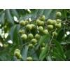 供應地徑1公分無患子·2公分無患子·3無患子小苗