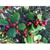 紅果冬青3600棵，