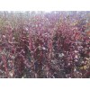 求購紫葉稠李，10公分胸徑