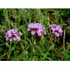 供應花卉種子 柳葉馬鞭草種子