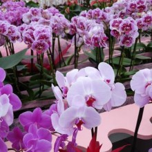 2019第二屆中國（上海）國際綠色木業(yè)博覽會