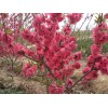 紅葉碧桃30-50分支15公分200有量聯系外地勿擾