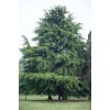 3米雪松4米雪松批發價格多少錢一棵