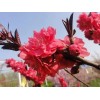 求購：紅葉碧桃，地徑9公分的原生冠或者是原地2年以上大冠幅的都行