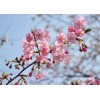 求購12公分早櫻分支點8以上