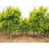 求購:金葉榆胸徑6公分2200棵