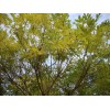 求購：胸徑12公分黃金槐