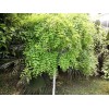 求購：龍爪槐
