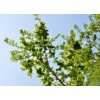 求購：米徑3.5公分榆樹、國槐