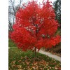 求購3公分美國紅楓1萬棵