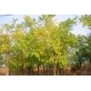 求購8公分黃金槐