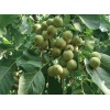 求購5-7公分核桃樹 1000棵 沒有規格要求