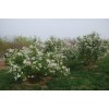 求購(gòu)胸徑2到3公分暴馬丁香