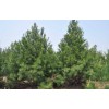 白皮松1.2-1.5米5000顆