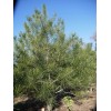 求購2米5白皮松200株