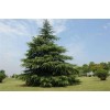 求購3米雪松300棵