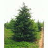 求購雪松8.5米量大