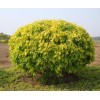 造型金葉榆5000株