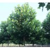 求購(gòu)：25的法桐，3米以上分支