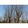求購： 旱柳，胸徑6—8cm中楊，胸徑6—8cm