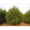 求購白皮松.5.5米