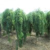 求購10公分垂槐200棵