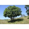 求購：4-8分枝叢生蒙古櫟