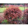 求購：12公分紅葉石楠