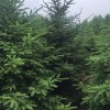 求購：高4米云杉