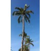 求購：高40-70公分泰國香水椰子樹