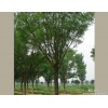 求購：40公分以上柳樹、國槐