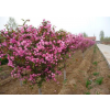 求購1.3米以上分枝海棠