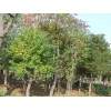 求購：23一25公分烏桕樹200棵