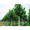 求購米徑2.5公分法桐