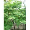 急用圃地五角楓胸徑5公分