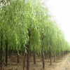 求購：15公分垂柳，只要是垂柳就行