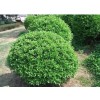 求購直立冬青和北美冬青小苗