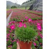 求購110@120雙色盆的歐石竹