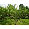 繼續求購：8公分以上杏樹或山杏