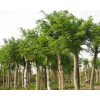 緊急求購！！！單桿樸樹米徑25的80株，28的120株