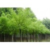 求購5-6公分國槐