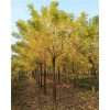 求購矮桿黃金槐