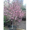 求購：8-10公分大葉垂絲海棠
