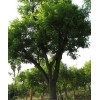 求購(gòu)胸徑1米一1米2國(guó)槐2棵
